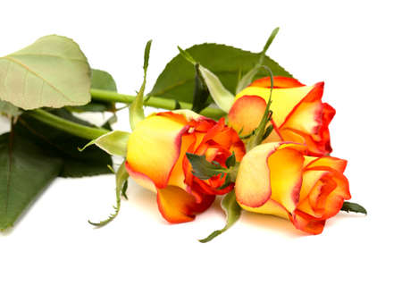 Rose with a yellow to orange gradient of color in the petalsの写真素材