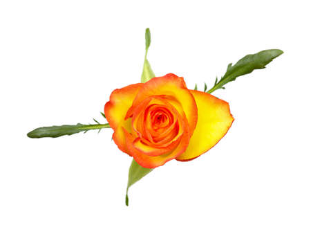 Rose with a yellow to orange gradient of color in the petalsの写真素材