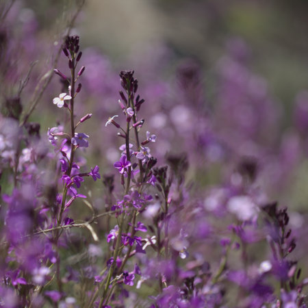 Flora of Gran Canaria - lilac flowers of crucifer plant Erysimum albescens, endemic to the island natural macro floral backgroundの写真素材