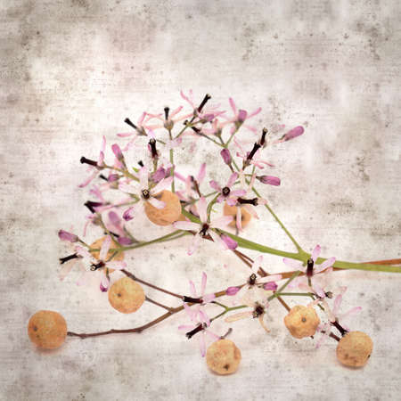 square stylish old textured paper background with pale lilac flowers of Melia azedarach, chinaberry treeの写真素材