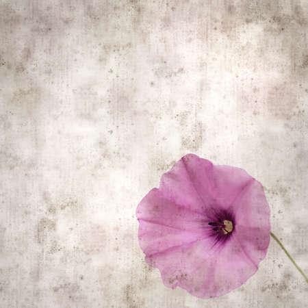square stylish old textured paper background with pale pink flowers of Convolvulus althaeoides, mallow bindweedの写真素材