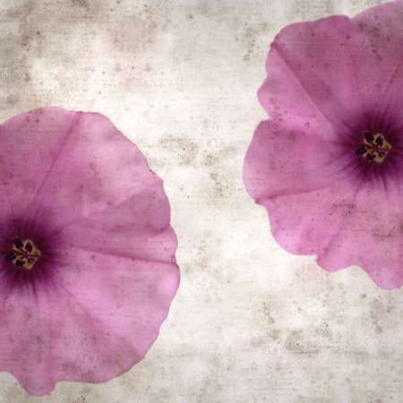square stylish old textured paper background with pale pink flowers of Convolvulus althaeoides, mallow bindweedの写真素材