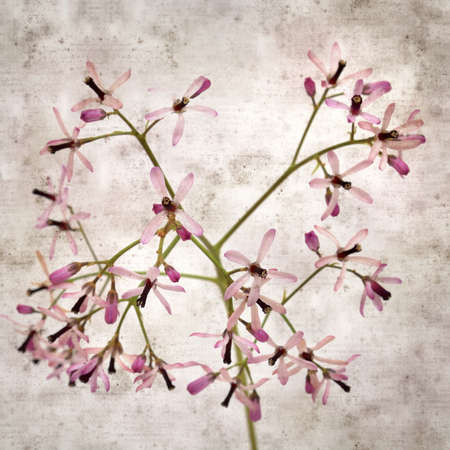 square stylish old textured paper background with pale lilac flowers of Melia azedarach, chinaberry treeの写真素材