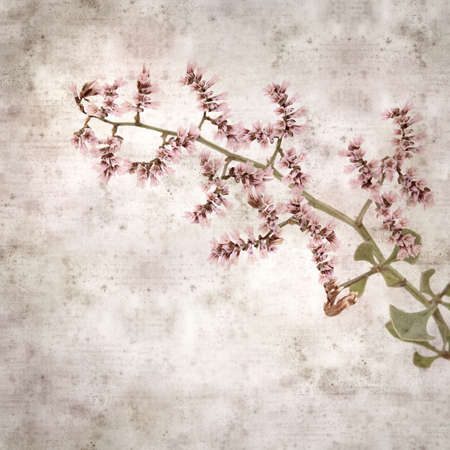 square stylish old textured paper background with pale pink flowers of Flora of Gran Canaria -  Limonium pectinatum sea rosemaryの写真素材