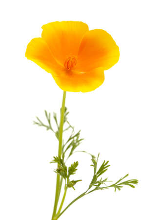 Flora of Gran Canaria -  Eschscholzia californica, the California poppy, introduced and invasive speciesの写真素材