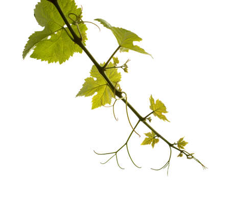 Viticulture of Gran Canaria - new shoots and forming grapes on vine plants, isolated on whiteの写真素材