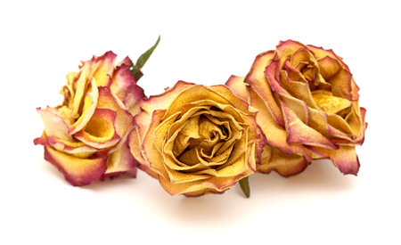 Dried rose with yellow and orange isolated on white backgroundの写真素材