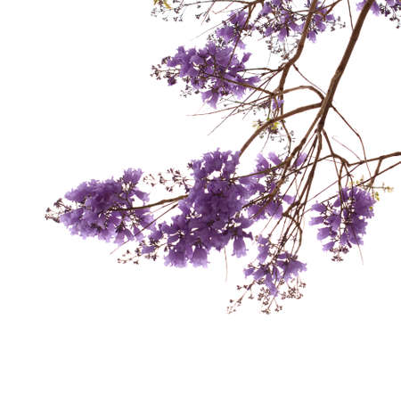 Flowers of blue jacaranda, Jacaranda mimosifolia, isolated on white