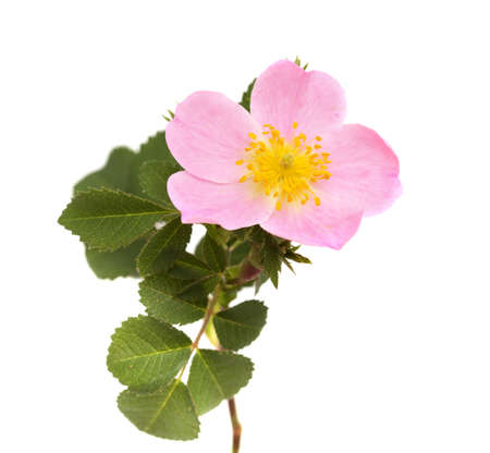 Flora of Gran Canaria - Rosa canina,  dog rose, natural macro floral backgroundの写真素材