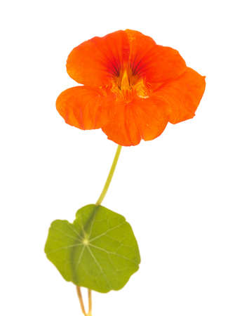 Flora of Gran Canaria -  Tropaeolum majus, the garden nasturtium, introduced and invasive plant, edible, natural macro floral backgroundの写真素材