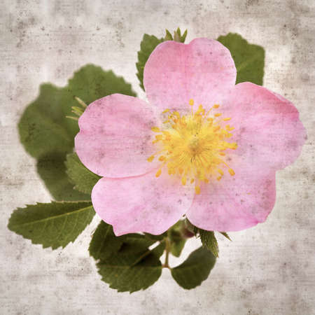 square stylish old textured paper background with pink flowers of Rosa canina, dog roseの写真素材