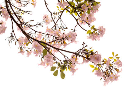 Tabebuia heterophylla, pink trumpet tree, flowering branches isolated on white backgroundの写真素材