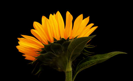 Helianthus annuus, the common sunflower, isolated on black backgroundの写真素材