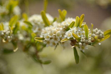 Small white flowers of Pyracantha, firethorn, natural macro floral backgroundの写真素材