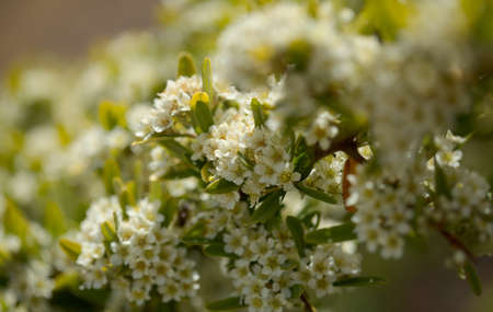 Small white flowers of Pyracantha, firethorn, natural macro floral backgroundの写真素材
