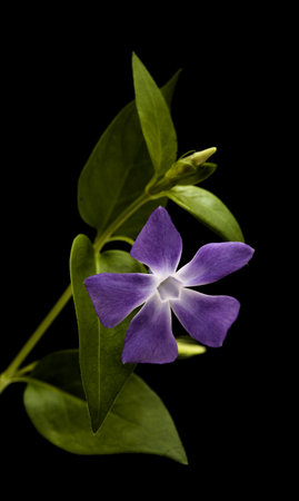 Flora of Gran Canaria -  Vinca major, bigleaf periwinkle, introduced species, isolatedの写真素材