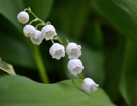 lily of the valley in the springの写真素材