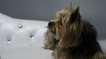 a dog in the studioの写真素材