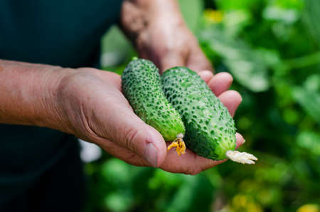Farmer woman holding fresh cucumbers in her hands. Woman harvesting cucumbers in a greenhouseの写真素材