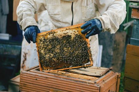 Male beekeeper in white suit holding a frame with honeycombsの写真素材