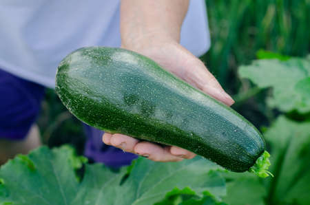 A farmer woman holds a ripe zucchini in her hand. Harvesting zucchiniの写真素材