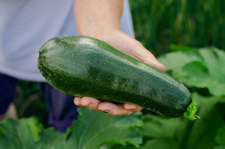 A farmer woman holds a ripe zucchini in her hand. Harvesting zucchiniの写真素材