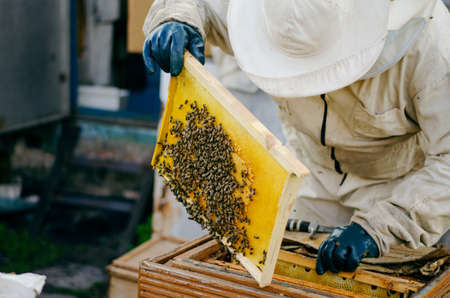 The beekeeper is holding a frame of honeycomb with bees.の写真素材