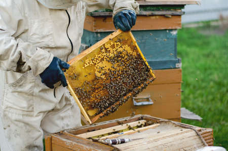 Beekeeper holding honeycomb frame with bees and beehives.の写真素材