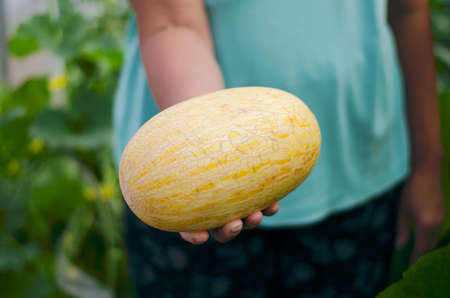 Ripe melon in the hands of a woman. Selective focus. nature.の写真素材