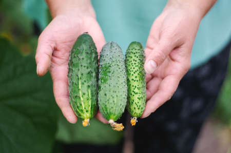 Female hands holding fresh cucumbers in the garden. Selective focus. nature.の写真素材