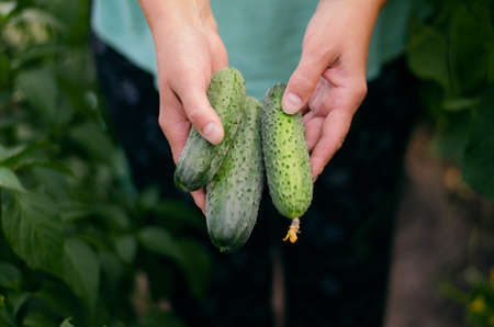 Fresh cucumbers in the hands of a farmer. Selective focus. nature.の写真素材