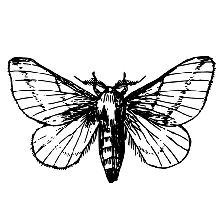 Sketch tattoo butterfly swallowtailのイラスト素材