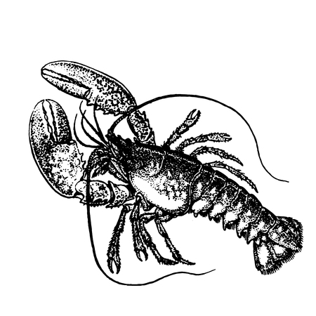 lobsterのイラスト素材