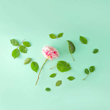 Pink rose with green petals on a soft green background. Minimal composition.