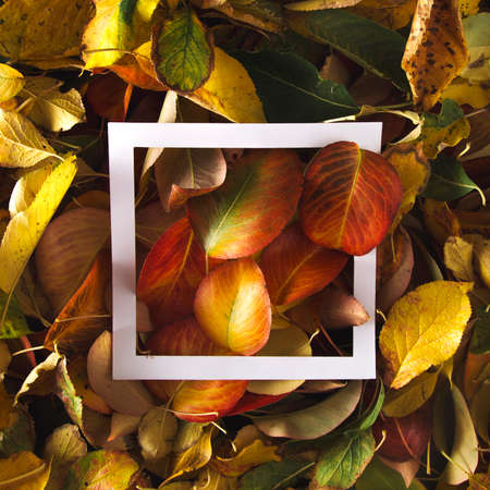 Creative layout made of autumn leaves with paper card note. Flat lay. Nature concept.