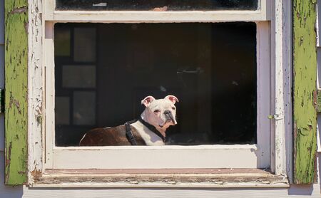Dog relaxing in a window.の写真素材