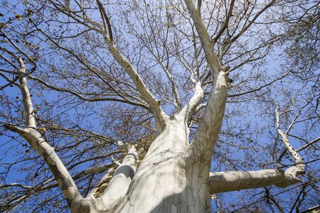 Low angle view of tall and big tree body and branches and blue sky in Georgiaの写真素材