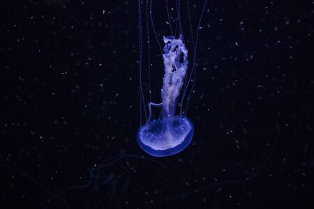 jellyfish underwater, dark background, blue color light, wildlife sea animal, beautiful scene of swimming.の写真素材