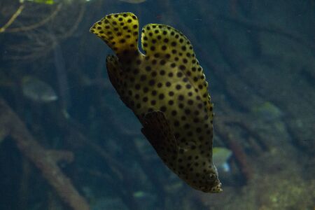 Egotistic fish in aquarium, close-up portrait of fish. Sea animal life.の写真素材