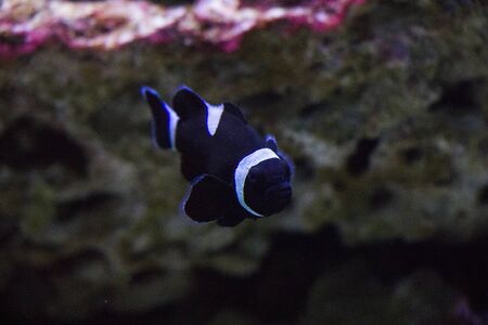 Egotistic fish in aquarium, close-up portrait of fish. Sea animal life.の写真素材