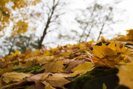 Autumn and fall park and forest trees leaves. Yellow and orange colors in nature. Lithuaniaの写真素材