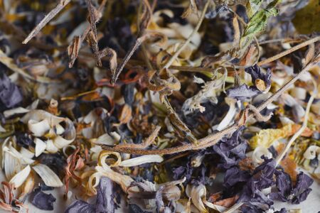 Dry flowers, plants and fruit macro and still life, colorful nature background. Dry things in the beautiful picture.の写真素材
