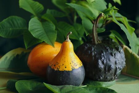 Pumpkins on the table, agricultural vegetable.の写真素材