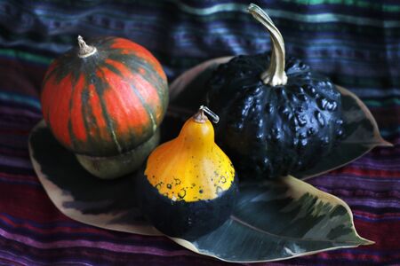 Pumpkins on the table, agricultural vegetable.の写真素材