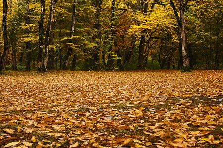 Autumn and fall forest landscape in Georgia. Autumn color leaves and trees. Orange and yellow...