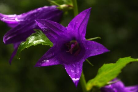Dew drops on the flowers and plants, rainy day, macro and close-up photo, nature background.の写真素材