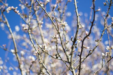 Spring tree and branch, flower on the tree in spring, bokeh background. Blur background. Macro and close-up of flower.の写真素材
