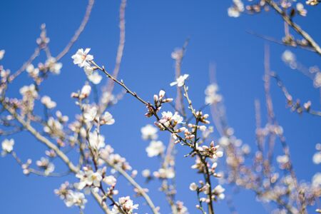 Spring tree and branch, flower on the tree in spring, bokeh background. Blur background. Macro and...