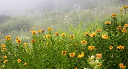 Dew drops on the flowers and plants, rainy day, macro and close-up photo, nature background.