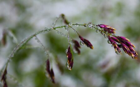 Dew drops on the flowers and plants, rainy day, macro and close-up photo, nature background.の写真素材